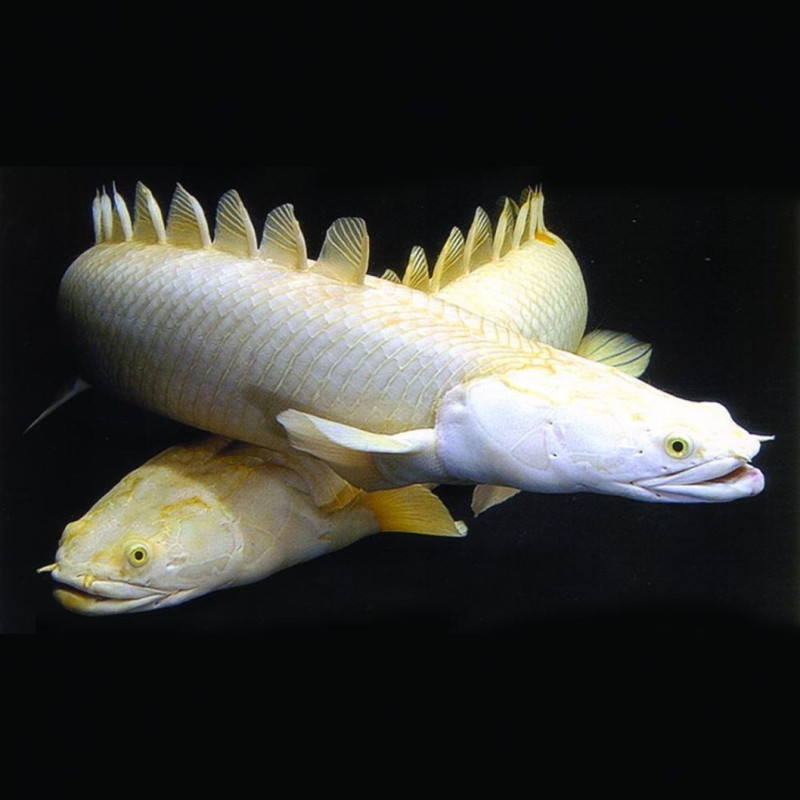 Polypterus senalus, Bichir Senegal Albino