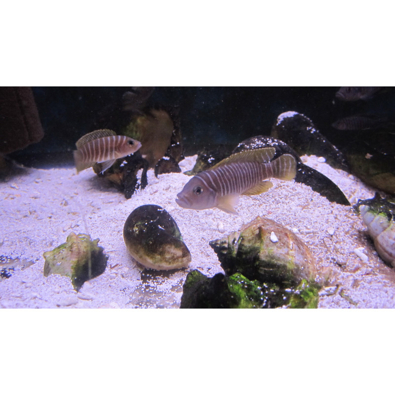 Neolamprologus multifasciatus