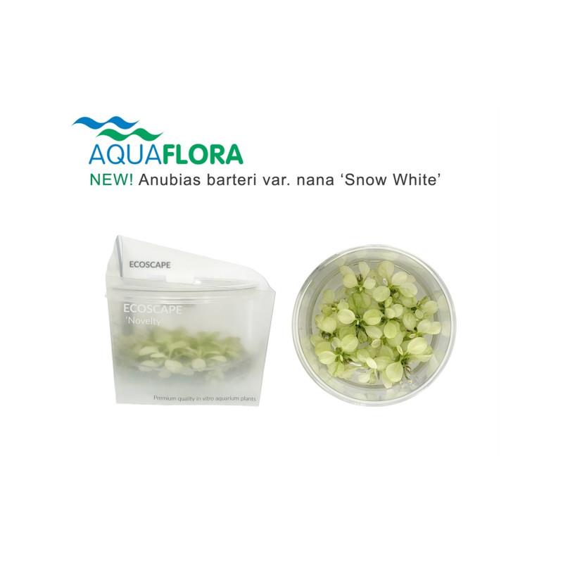 Anubias barteri var. nana 'Snow White' Anubias barteri var. nana 'Snow White'