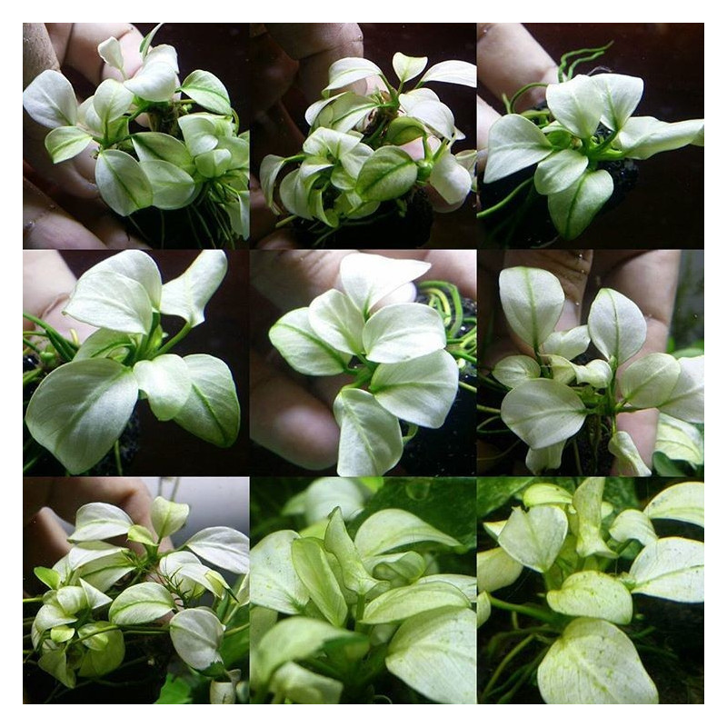 Anubias barteri var. nana 'Snow White'