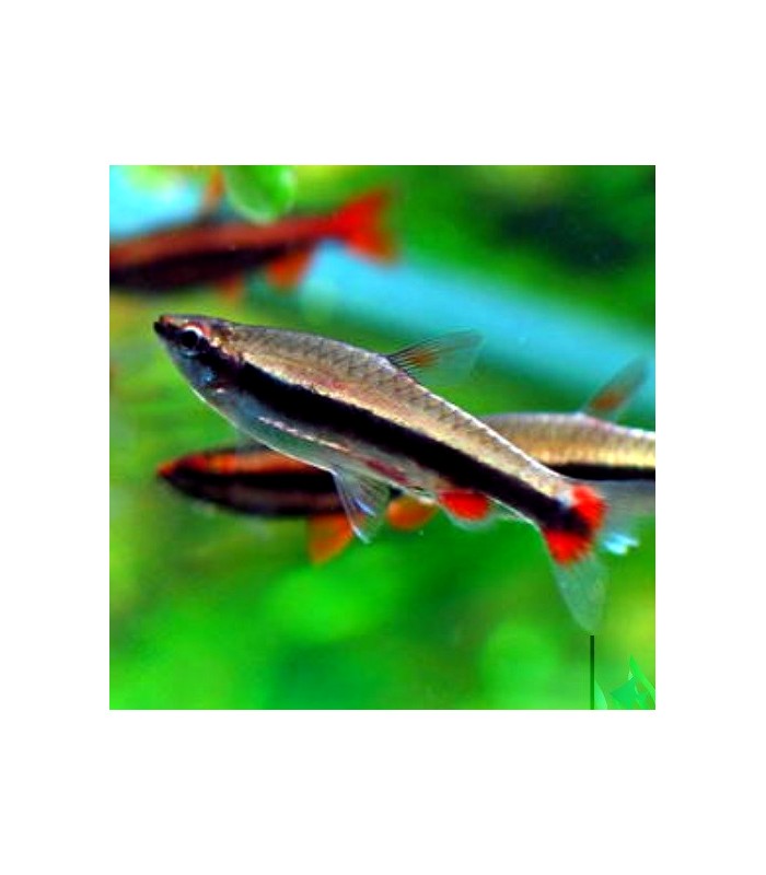 Peixe Lápis - Nannostomus beckfordi Red