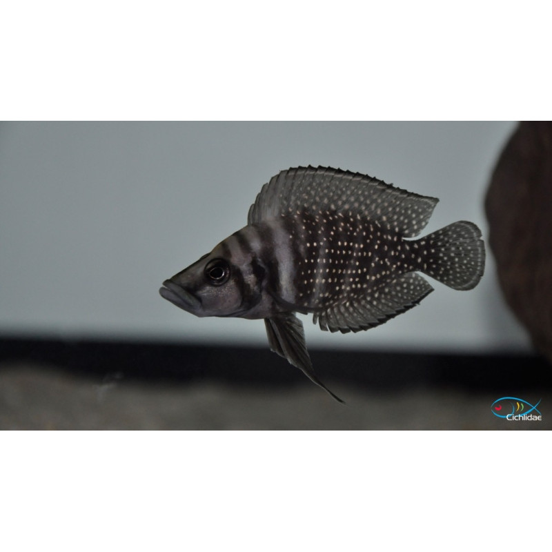 Altolamprologus calvus Black Zaire