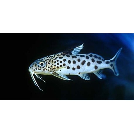 Synodontis Cuckoo - Synodontis multipunctatus Synodontis Cuckoo - Synodontis multipunctatus