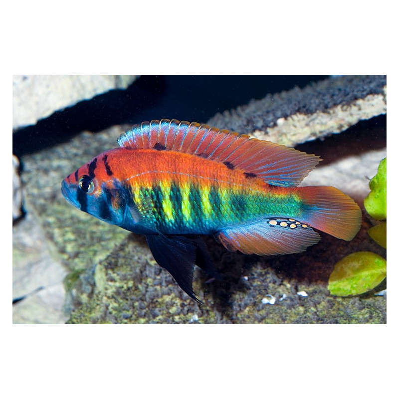 Haplochromis nyererei - Pundamilia nyererei