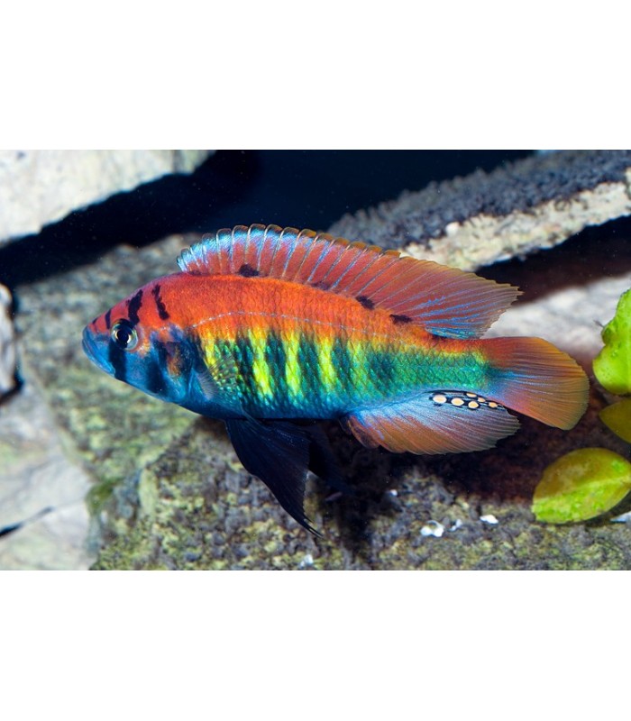 Haplochromis nyererei - Pundamilia nyererei