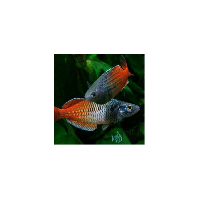 Rainbow Boesemani - Melanotaenia boesemani M Rainbow Boesemani - Melanotaenia boesemani M