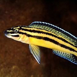 Julidochromis ornatus Julidochromis ornatus