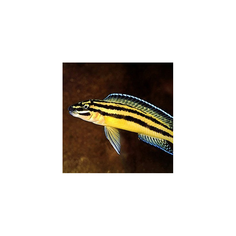 Julichromis ornatus