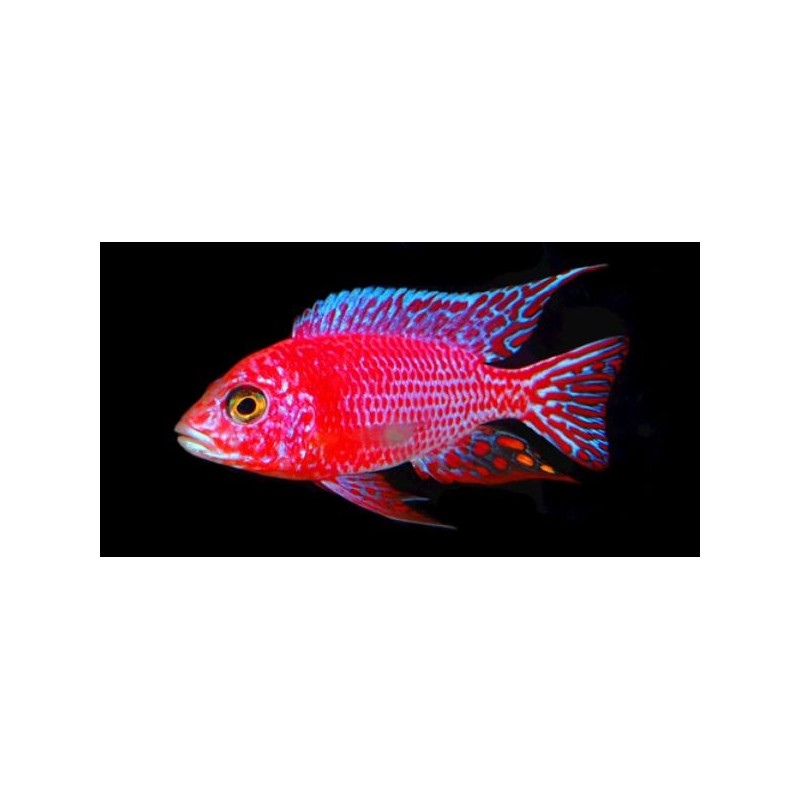 Ciclídeo Firefish - 'Aulonocara sp. Firefish'