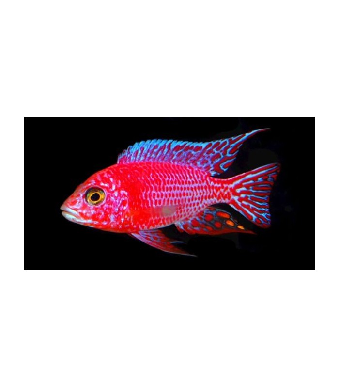 Ciclídeo Firefish - 'Aulonocara sp. Firefish'