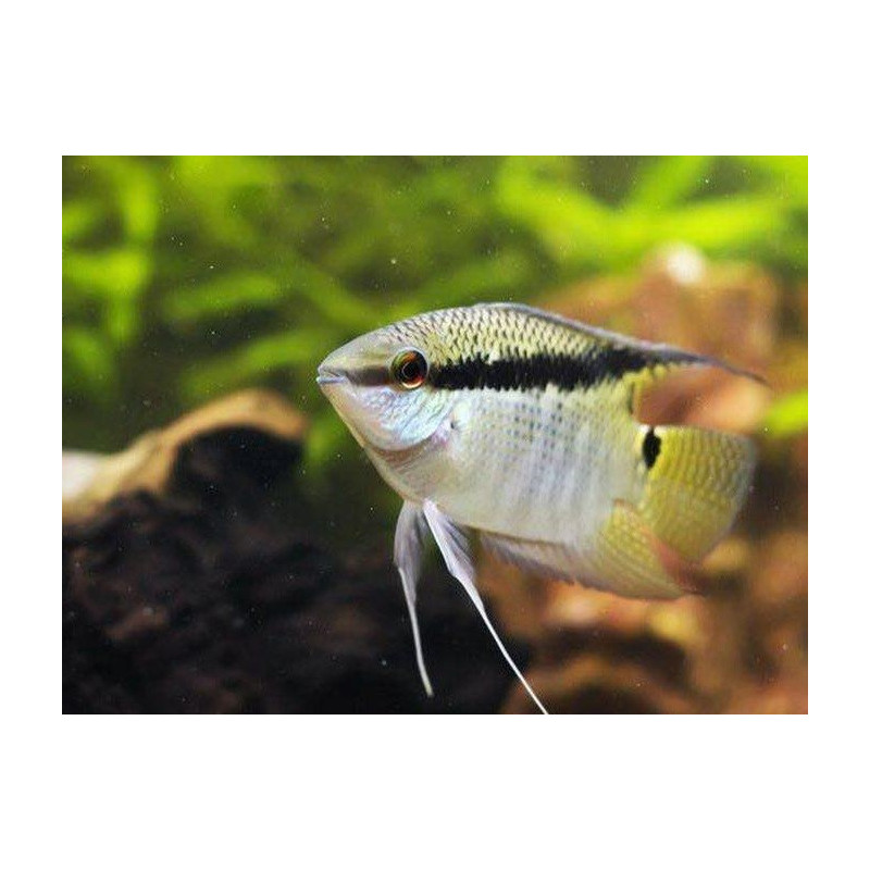 Cíclido festivo - Mesonauta festivus 4-5 cm