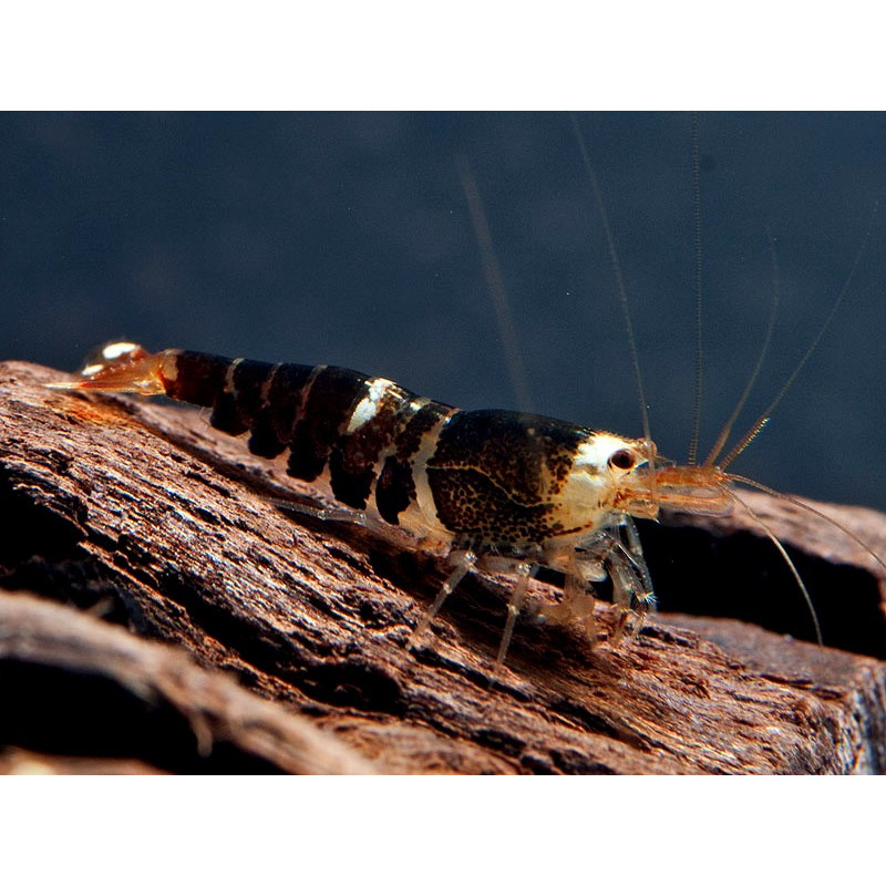 Super Crystal Black Shrimp - Caridina logemani var. Super Crystal Black