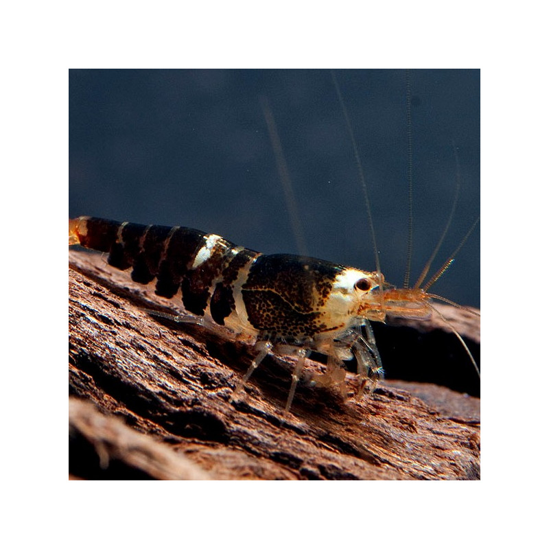 Super Crystal Black Shrimp - Caridina logemani var. Super Crystal Black