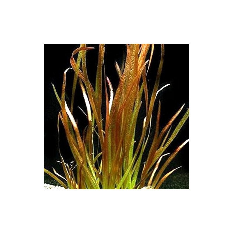 Vallisneria sp. 'Rubra