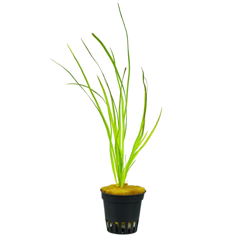 Vallisneria sp. 'Rubra