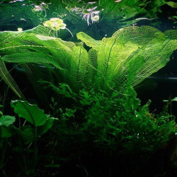 Aponogeton madagascariensis Bulbo Aponogeton madagascariensis Bulbo