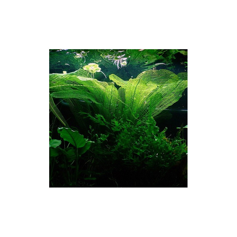 Aponogeton madagascariensis Bulbo