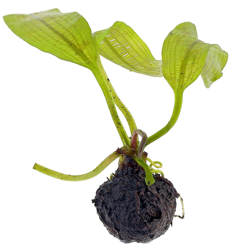 Aponogeton madagascariensis Bulbo