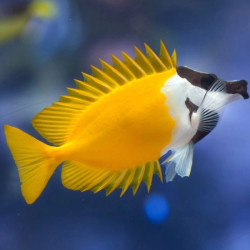 Foxface Rabbitfish - Siganus vulpinus Foxface Rabbitfish - Siganus vulpinus