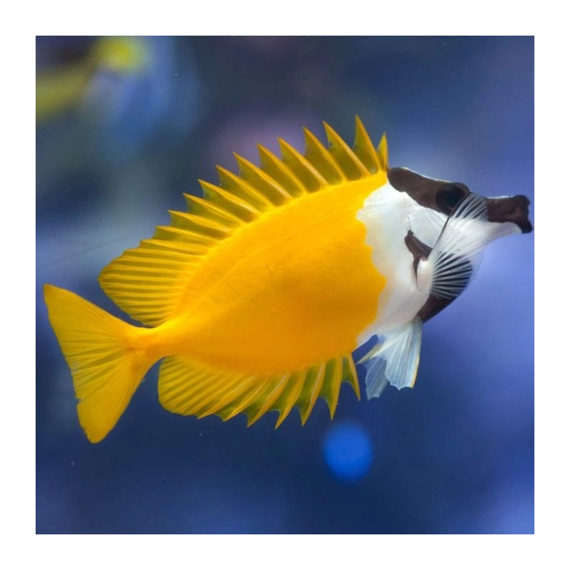 Foxface Rabbitfish - Siganus vulpinus