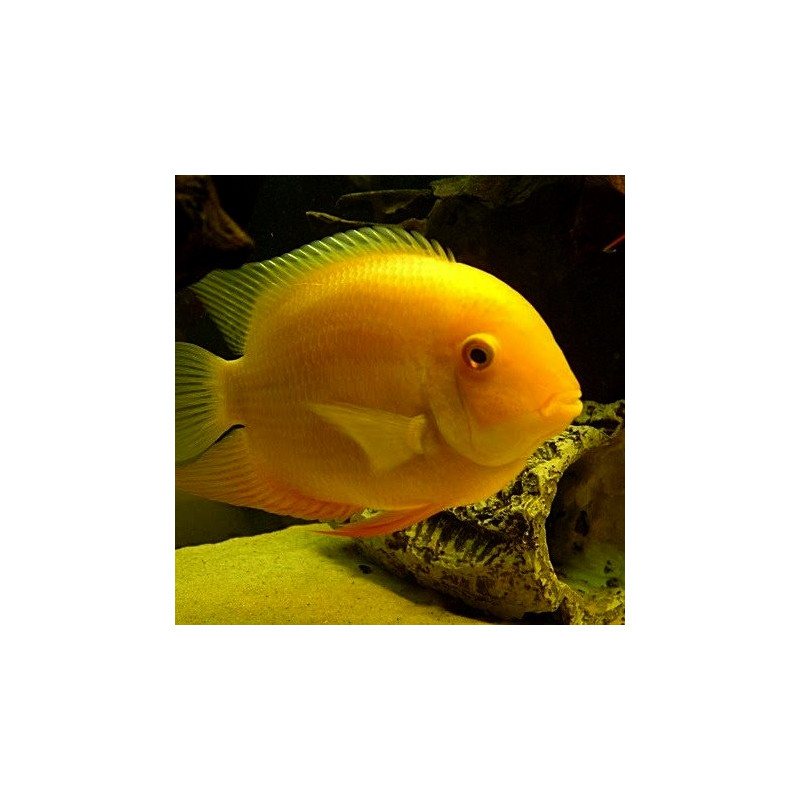 Heros severum Gold