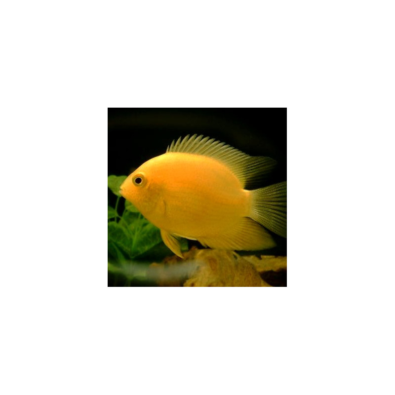 Heros severum Gold