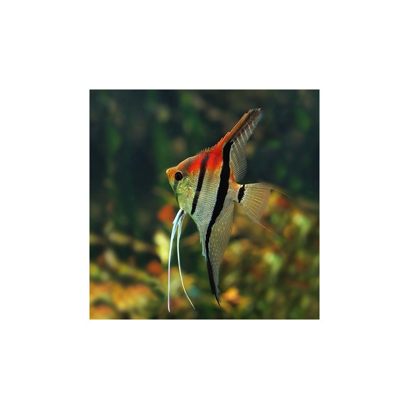 Escalar Manacapuru Red - Pterophyllum scalare