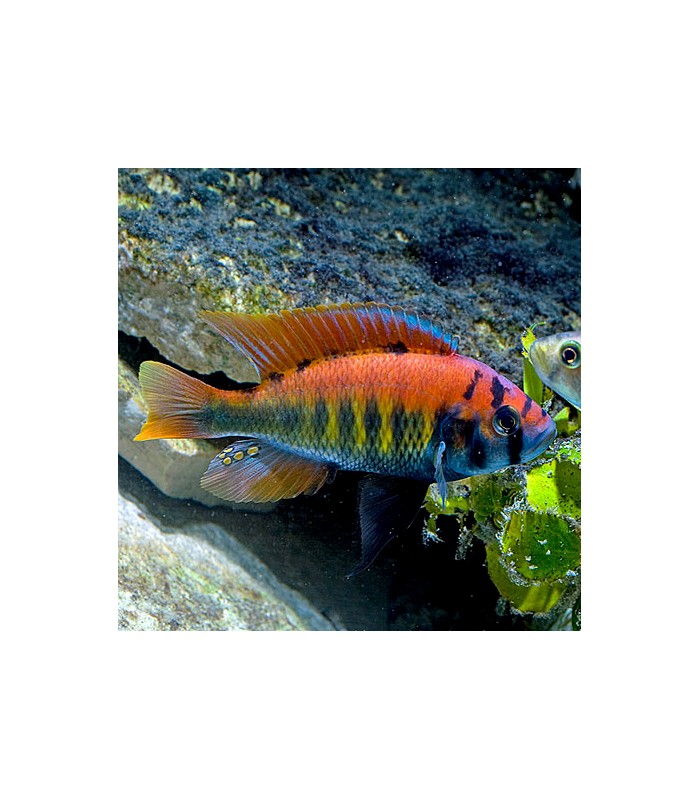 Haplochromis nyererei - Pundamilia nyererei