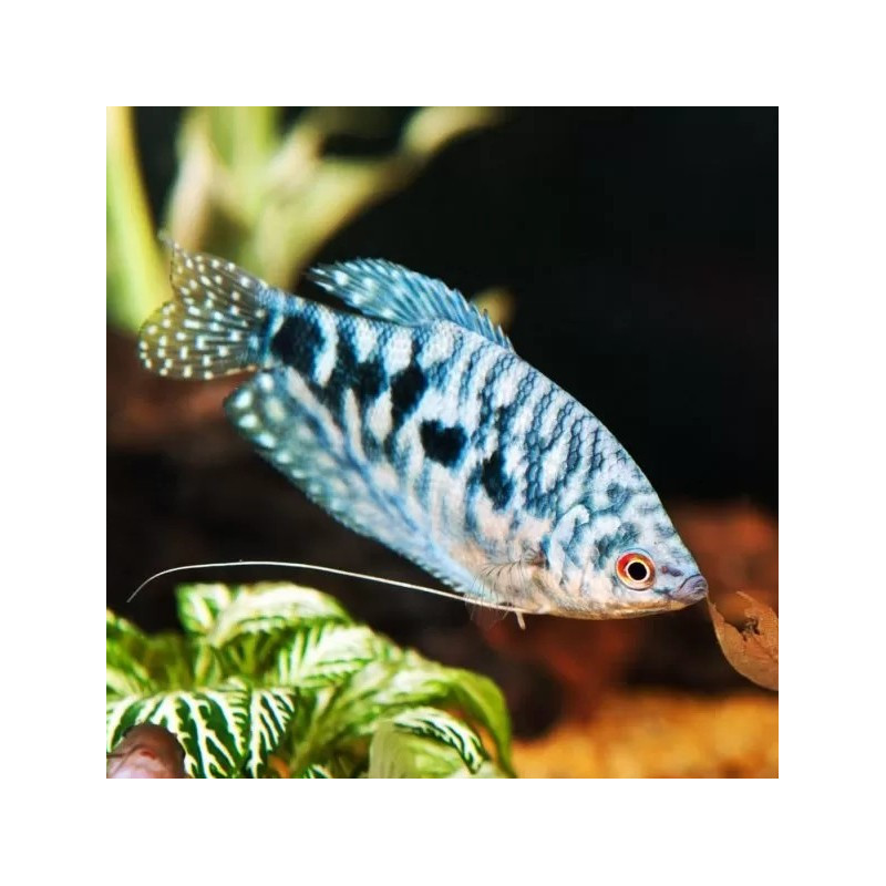 Cosby Blue Gourami - Trichopodus trichopterus