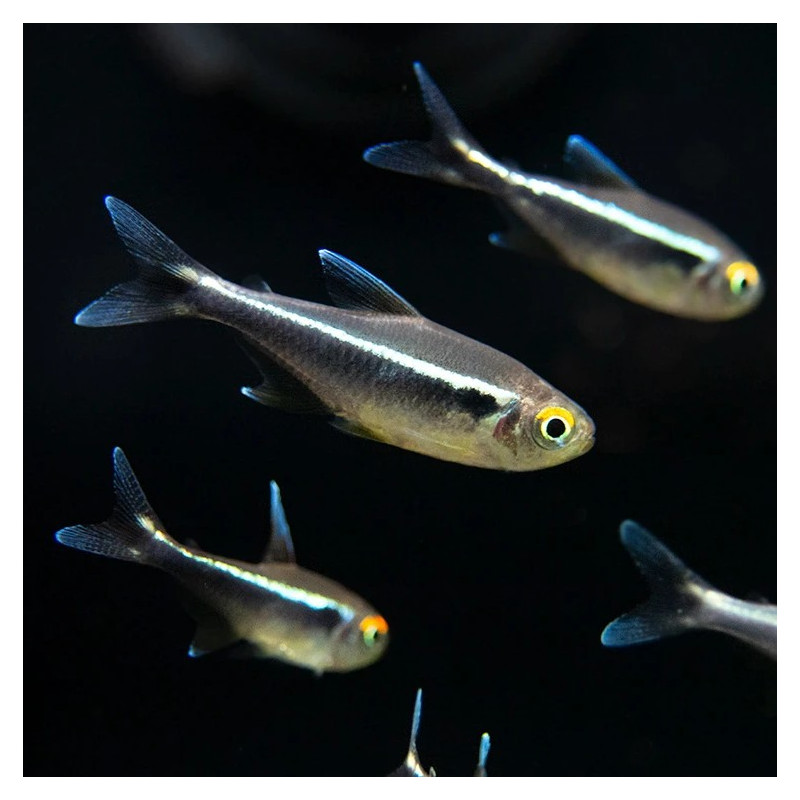 Hyphessobrycon herbertaxelrodi - Tetra Neón Negro Hyphessobrycon herbertaxelrodi - Tetra Neón Negro