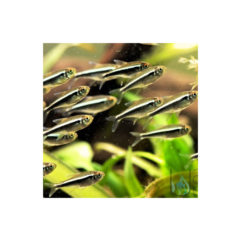 Hyphessobrycon herbertaxelrodi - Black Neon Tetra