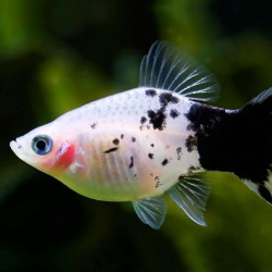 Platy Panda - Xiphophorus maculatus Platy Panda - Xiphophorus maculatus