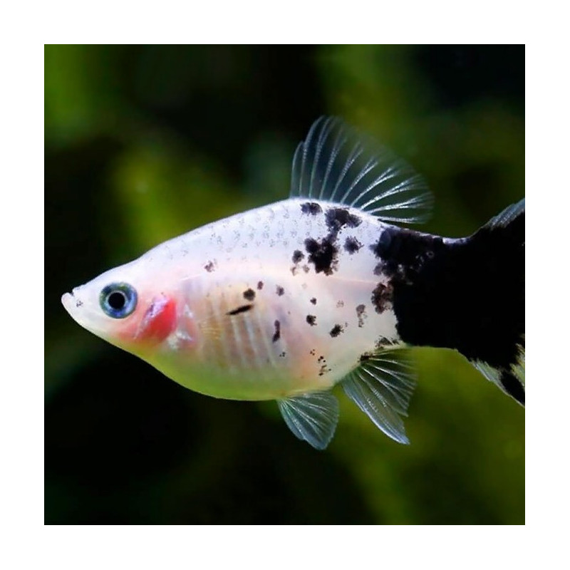 Platy Panda - Xiphophorus maculatus