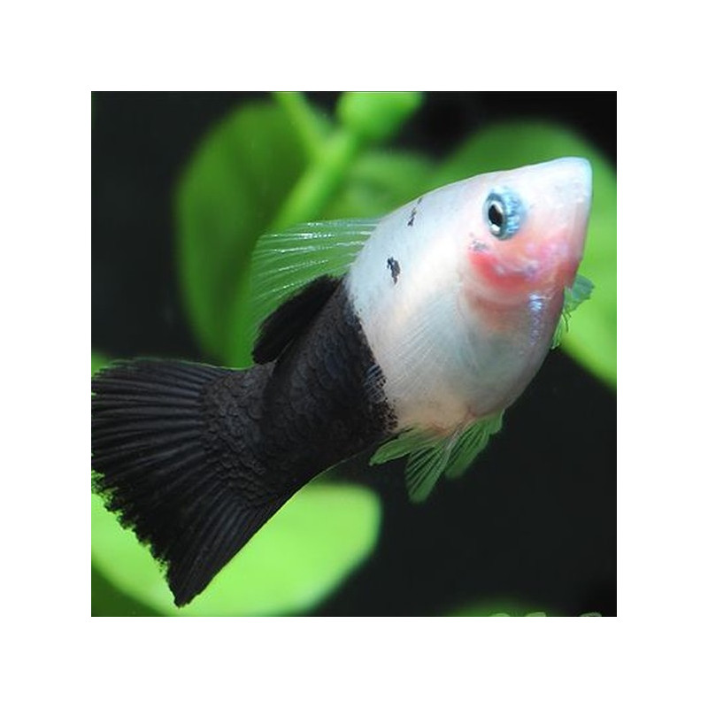 Platy Panda - Xiphophorus maculatus