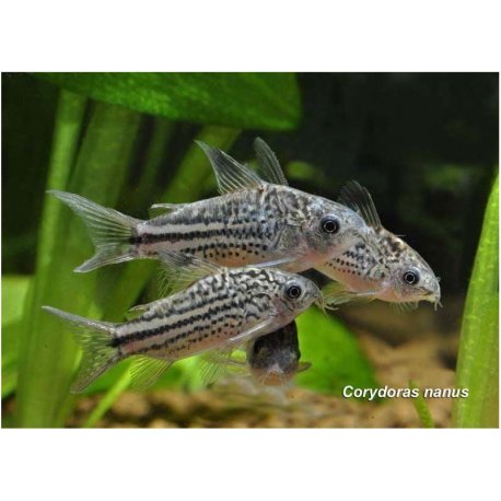 Corydoras nanus