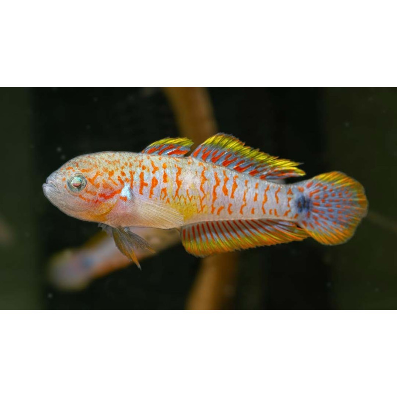 Góbio Pavão - Tateurndina ocellicauda