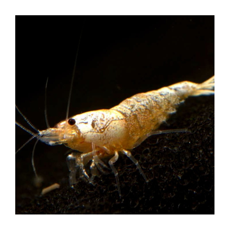 Gamba Golden Bee - Caridina logemanni var. Golden Bee