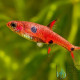 Rasbora Anã - Boraras maculatus