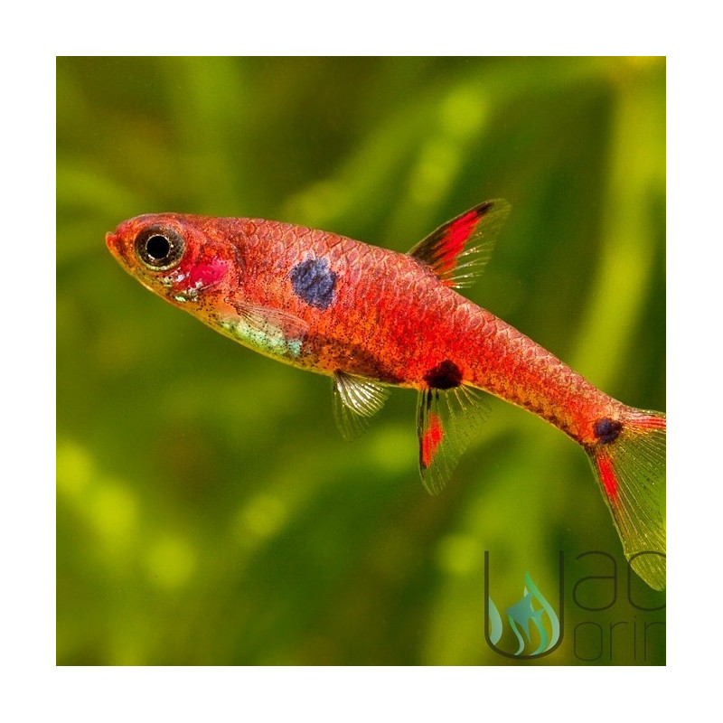 Rasbora Anã - Boraras maculatus