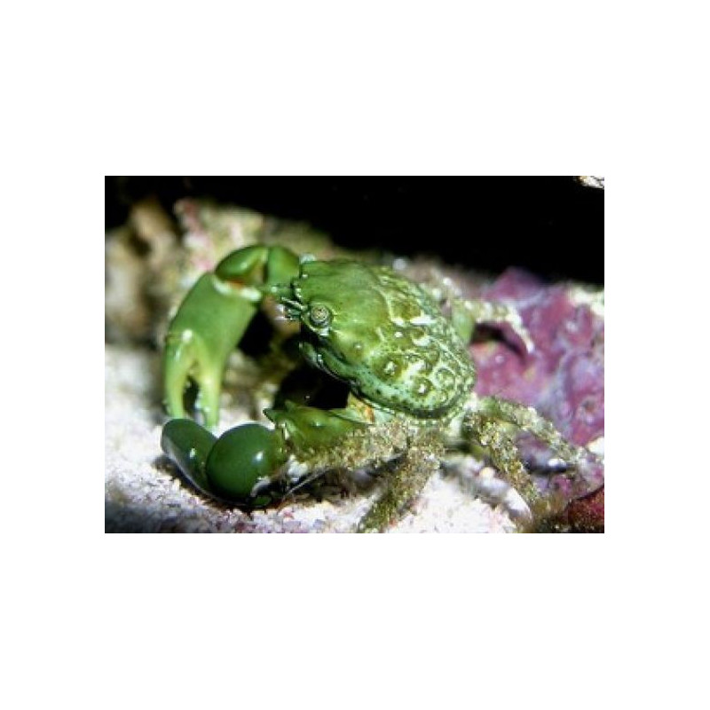 Mithraculus sculptus - Cangrejo Esmeralda