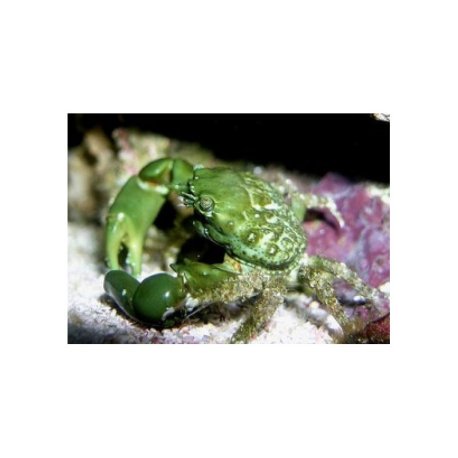 Mithraculus sculptus - Emerald Crab