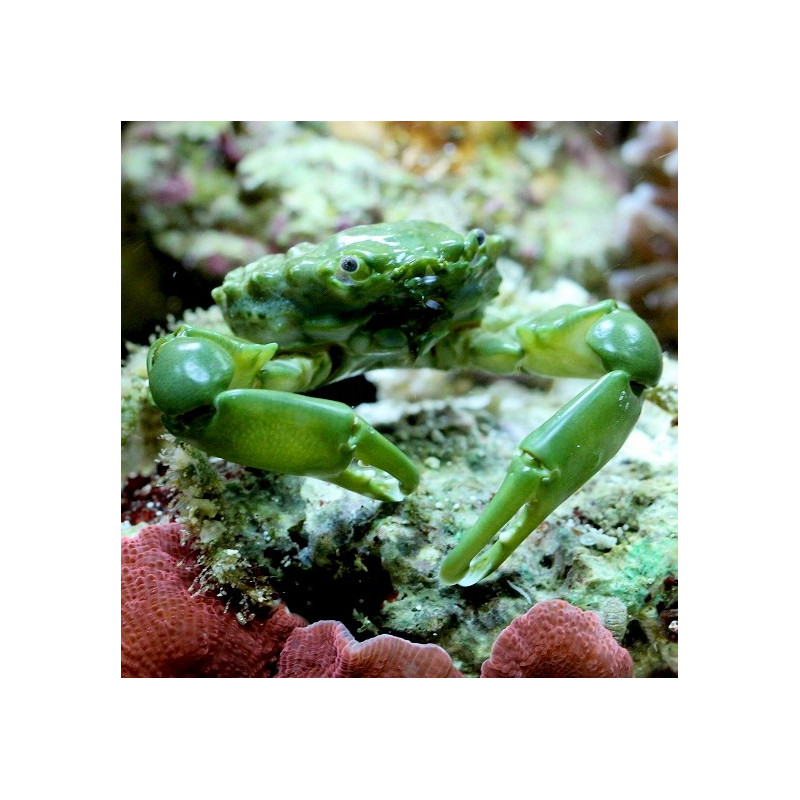 Mithraculus sculptus - Emerald Crab