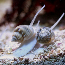 Nassarius vibex - Caracol Nassarius vibex - Caracol