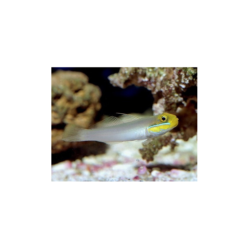 Valenciennea strigata - Sleeper Gold Head Goby