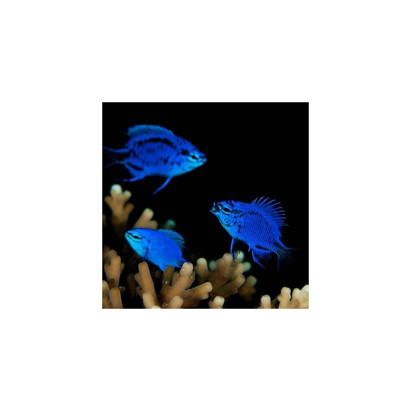 Chrysiptera springeri - Blue Sapphire Damselfish