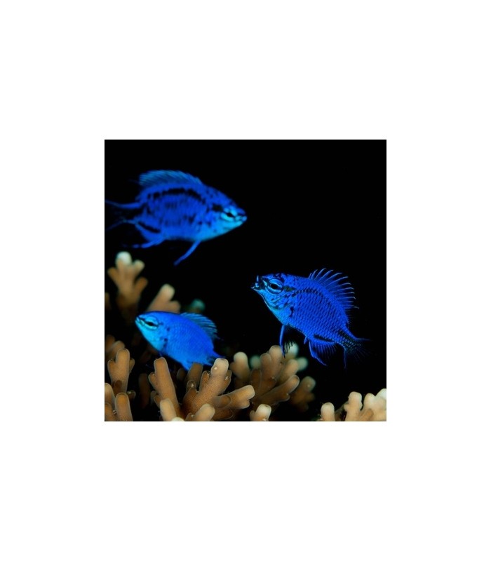 Chrysiptera springeri - Blue Sapphire Damselfish