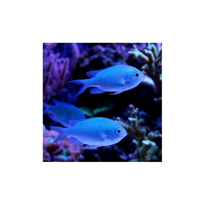 Chromis viridis - Damisela Verde Azul