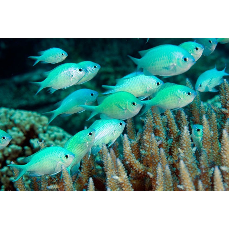 Chromis viridis - Green Reef Damselfish Chromis viridis - Green Reef Damselfish