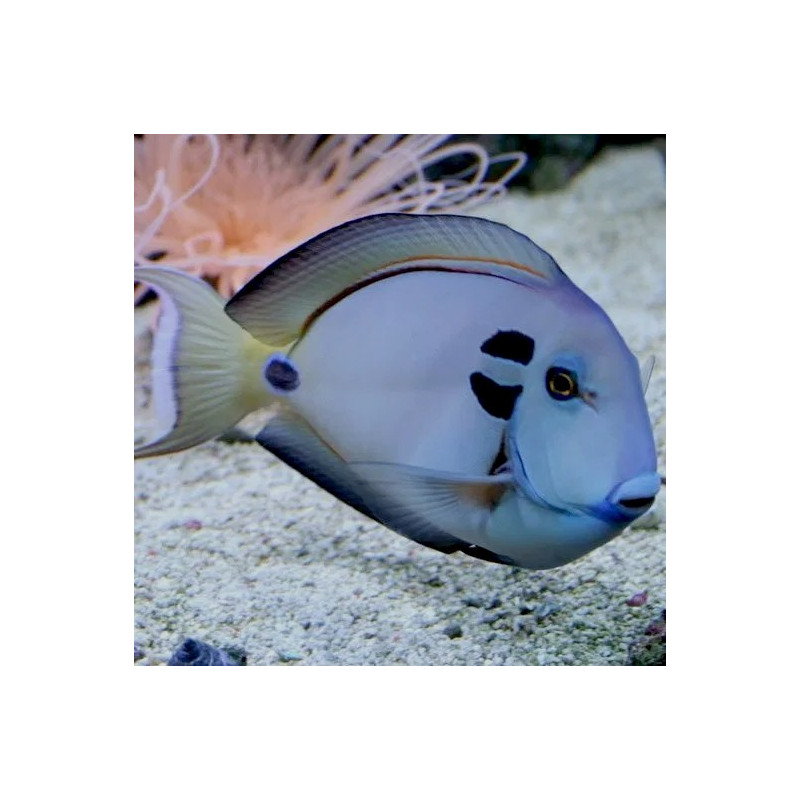 Acanthurus tennenti - Tang Teniente