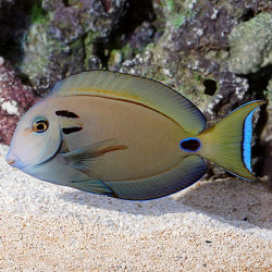 Acanthurus tennenti - Vampire Tang Acanthurus tennenti - Vampire Tang
